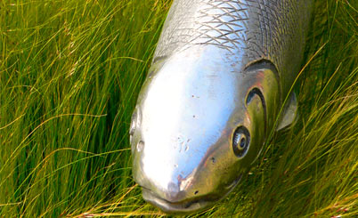 DDOS在线攻击平台